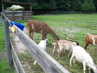 Llama-and-goats2