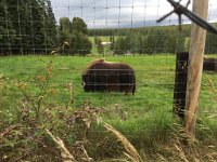 Muskox