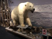 PolarBearClub