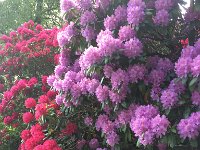 Rhododendron