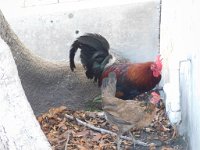 0FB9739B-01AD-464C-9489-24594F1C5999 1 105 c  Dock resident chickens