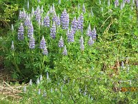 Lupin outside the garden